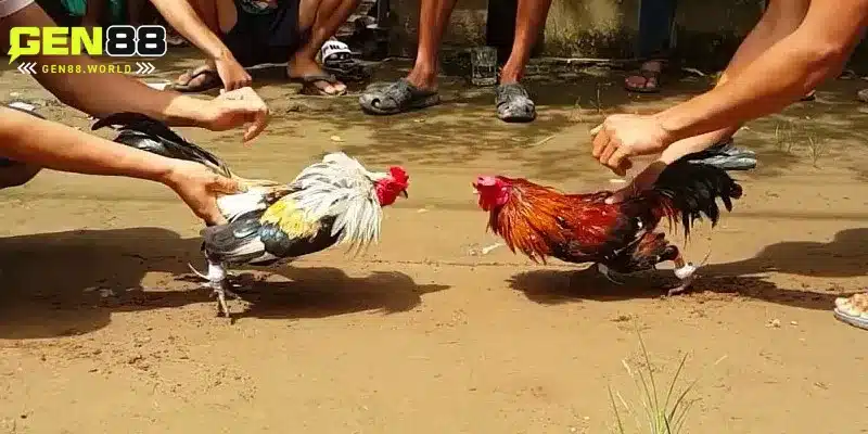 Đá gà Asil Pakistan – Khám phá món quà từ chân trời đặc sắc
